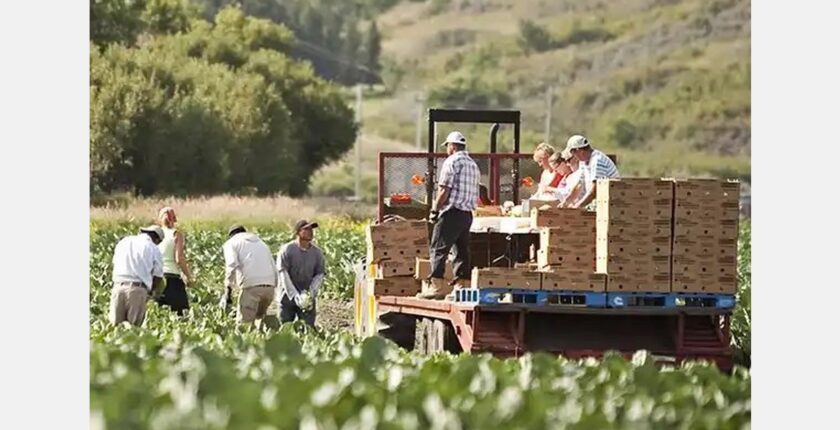Canada growers defend seasonal worker program