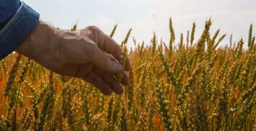 IRCC developing new foreign worker stream for agriculture and fish processing